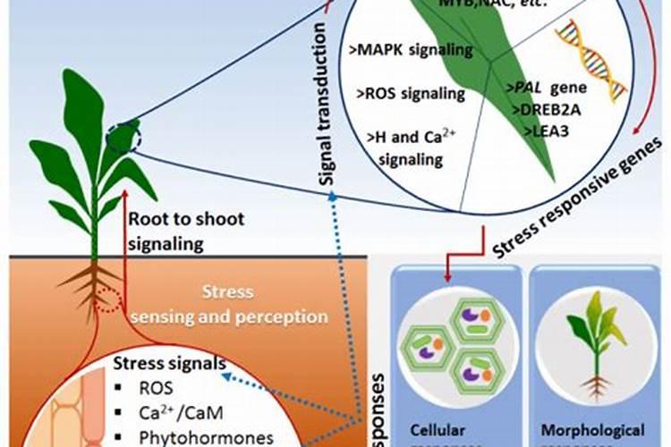 氨基酸对植物的作用