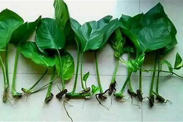 绿萝用什么肥料？