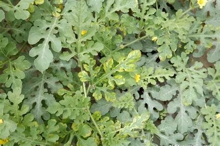 西瓜膨大期追施什么肥料？