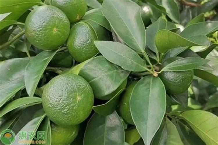 劲驼复合肥生产厂家地址在哪？