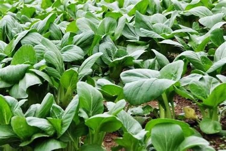 什么叫氨基酸水溶肥,含氨基酸水溶肥原料分