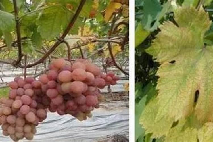 葡萄着色期用喷施钾肥吗？