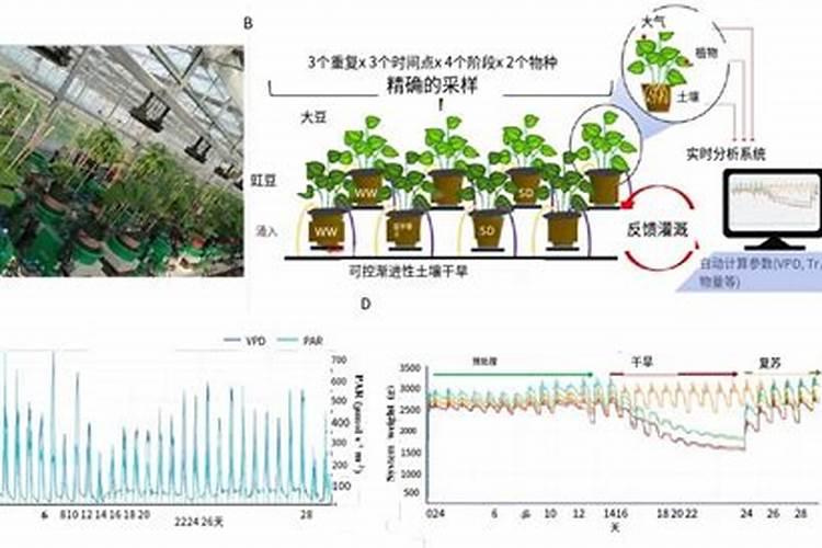 干旱胁迫对植物生长有哪些影响