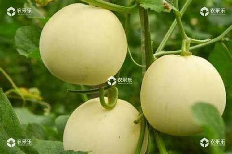 甜瓜施肥注意哪些事项