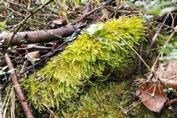 水里的青苔可以放在花盆里做肥料吗