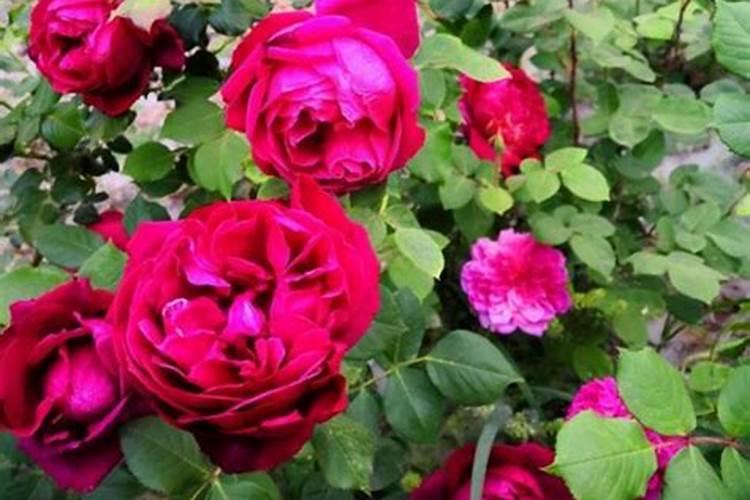 什么花用中微量元素肥