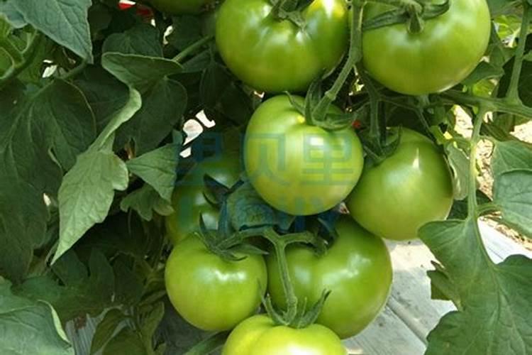 西红柿僵果还能膨大吗