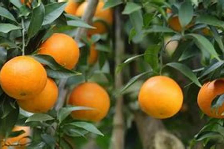 柑桔冬肥应该施什么肥？