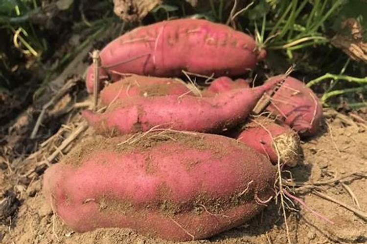 地瓜小冲什么肥