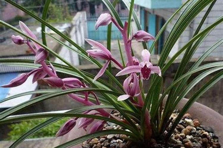 兰花什么时候施氮磷钾？