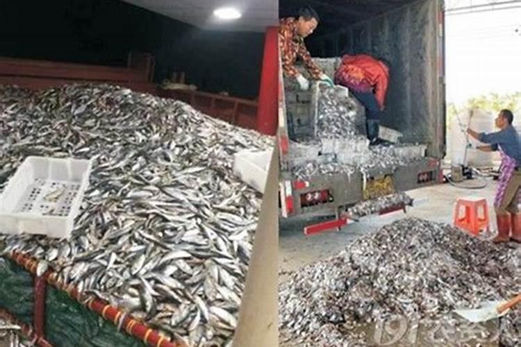 金秋砂糖桔着色了可以淋鱼蛋白水吗