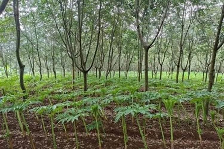 种魔芋适合用什么肥料？