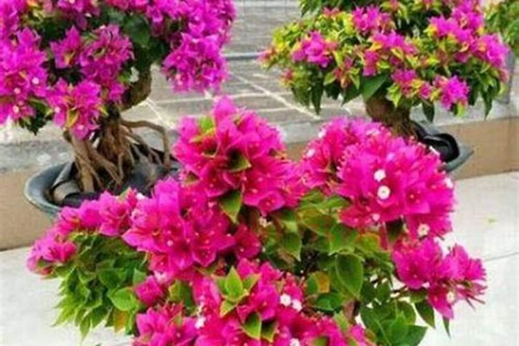 三角梅用什么肥料催花