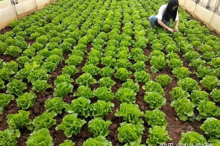 蔬菜用什么复合肥好