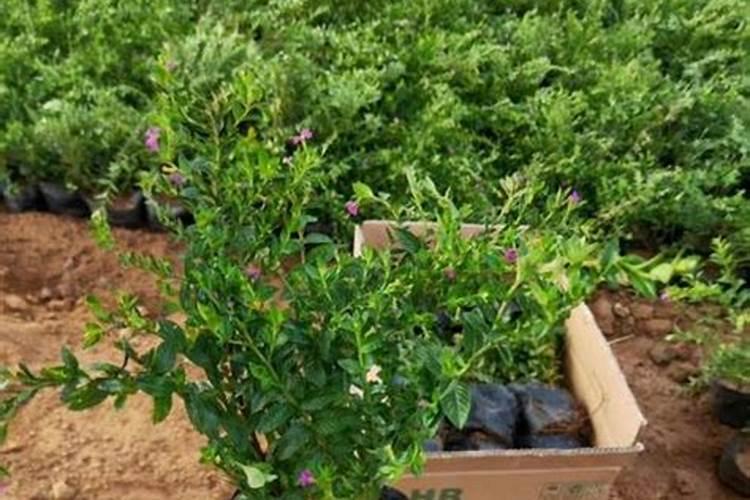 秋季满天星的种植方法