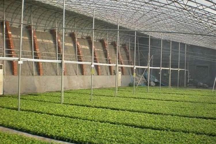 秋季满天星的种植方法