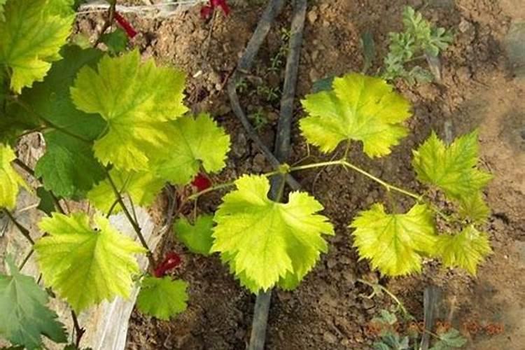 为什么磷肥过多会引起缺铁