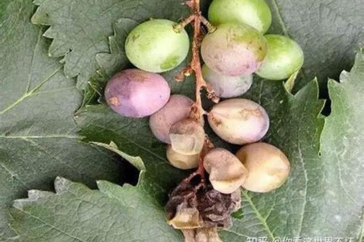 桃李果子面包好吃吗