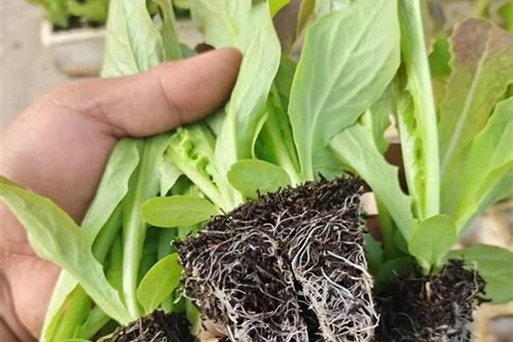 莴苣用什么肥料变高变粗 附莴苣的种植方法