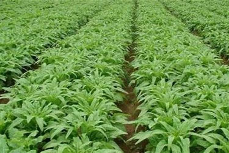 种莴笋要打老叶子吗