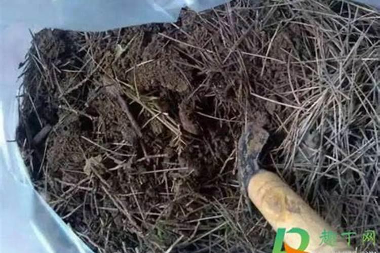 油菜的硼肥怎么施用？需要注意哪些方面？