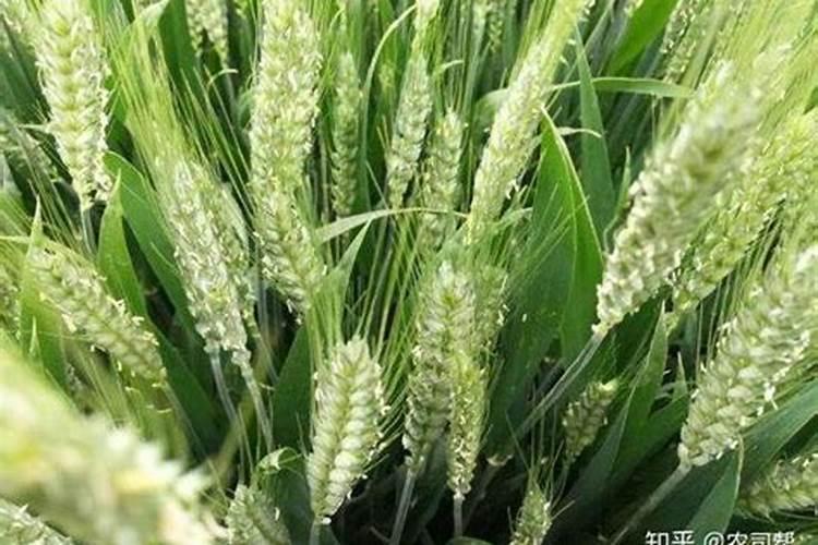 小麦用的叶面肥能喷花用吗？