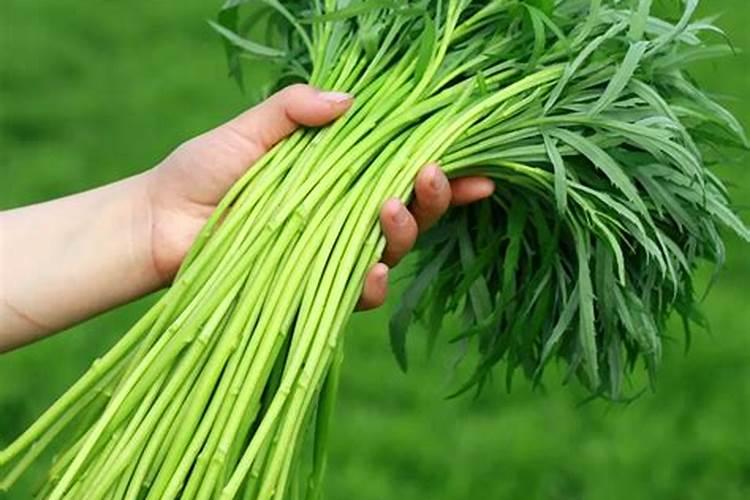 黎嵩种植田间怎么管理？