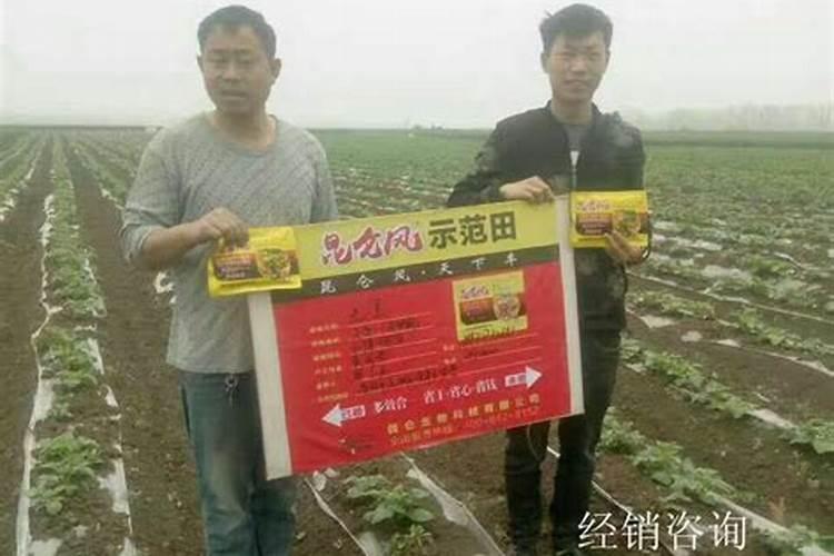 叶面肥几天能吸收干净