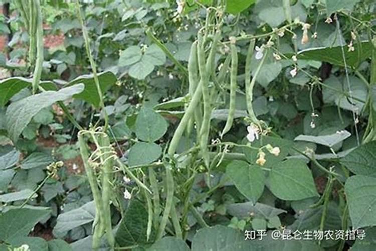 大棚芸豆用什么肥料好