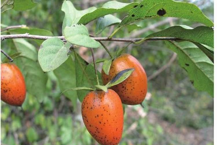 老鸦柿的养殖方法