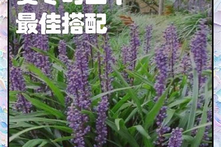 麦冬用什么肥能高产