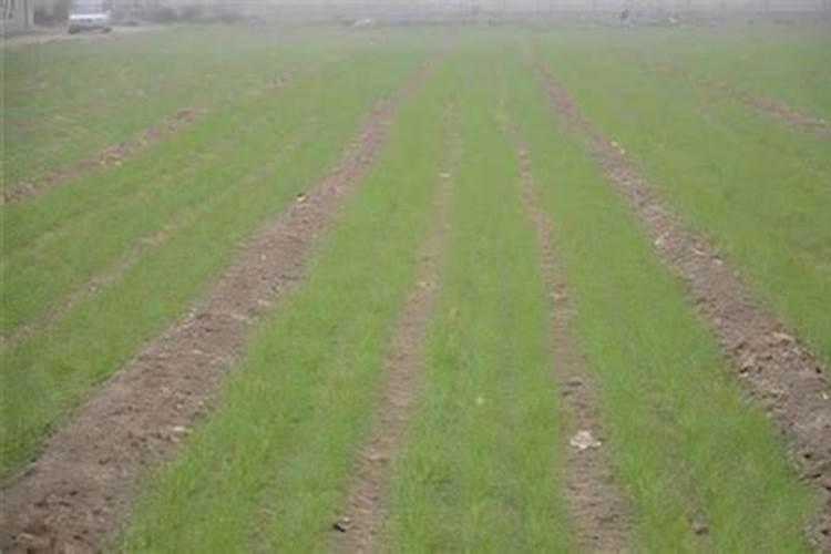 小麦什么时候喷叶面肥比较好