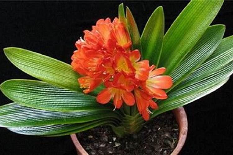 君子兰开花期间怎么施肥