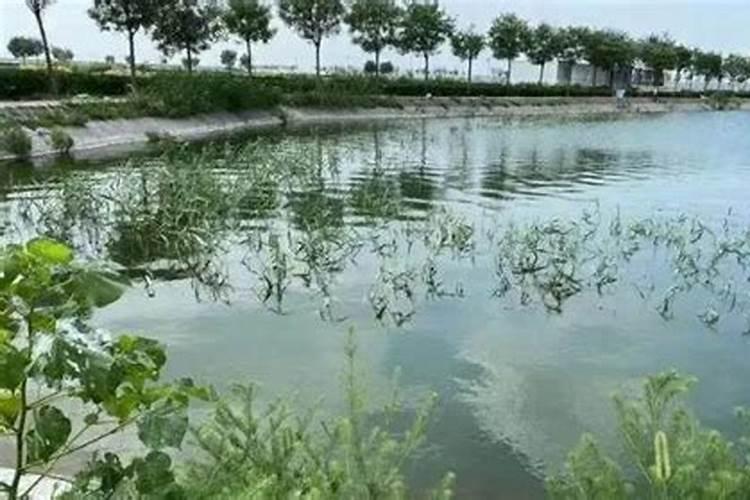 如何防治蓝藻大爆发