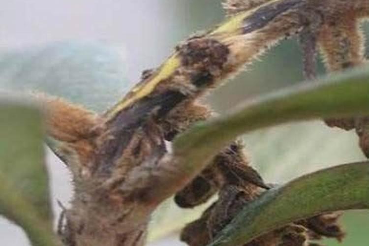 腐霉利用在果树上可以防治哪些病害？