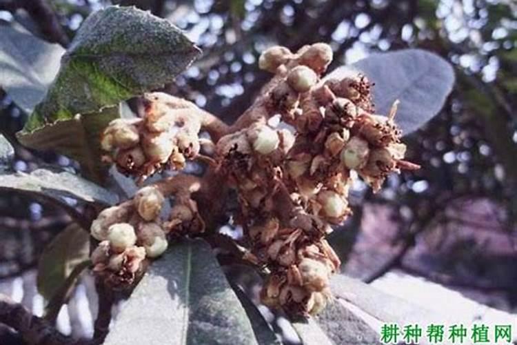 枇杷树一年打几次药的时间表