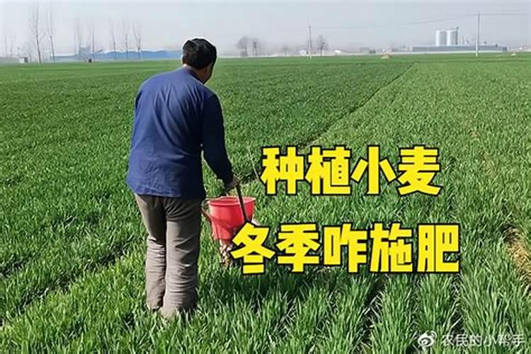 小麦各个时期施什么肥,怎么施肥好