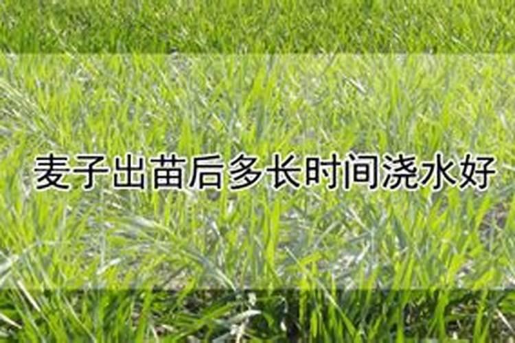 小麦用什么肥料