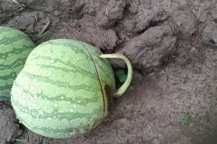 黄瓜秧发黄打什么药