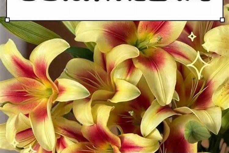 百合花多久追肥 百合花何时浇肥最合适