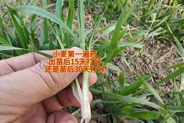 农作物会缺钙吗？如何给农作物补钙？