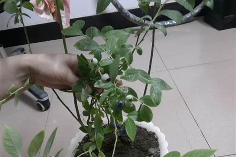 蓝莓用什么肥料最合适怎样给蓝莓施肥