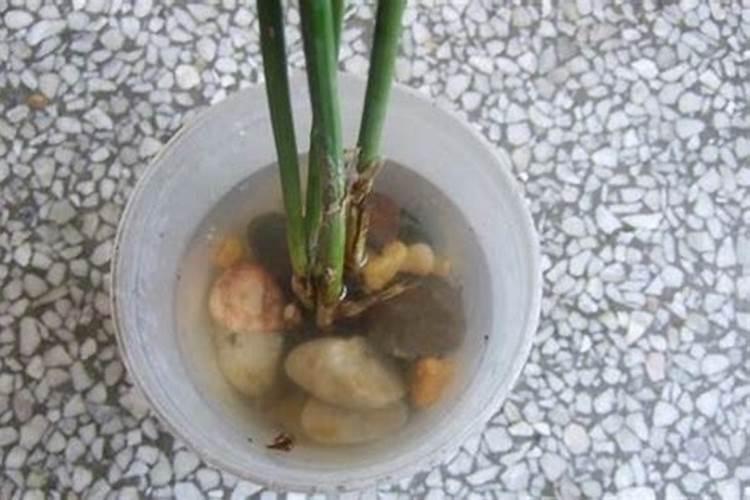 水竹施什么肥最好