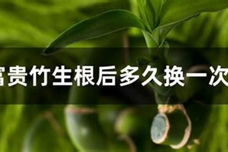 水竹怎么养才长得好用什么肥料