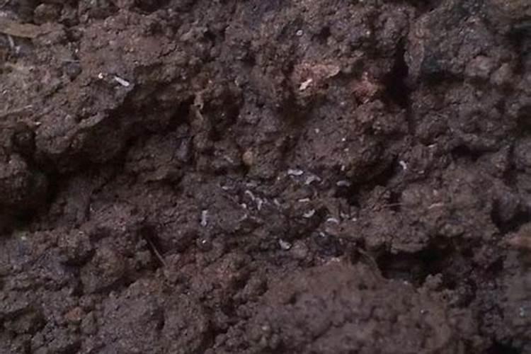 发酵鱼蛋白有虫是坏了吗