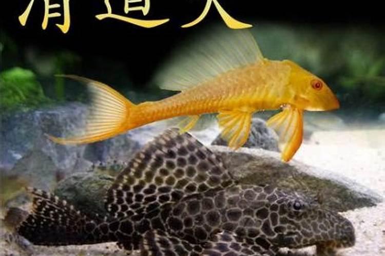 鱼蛋白肥料的使用技巧