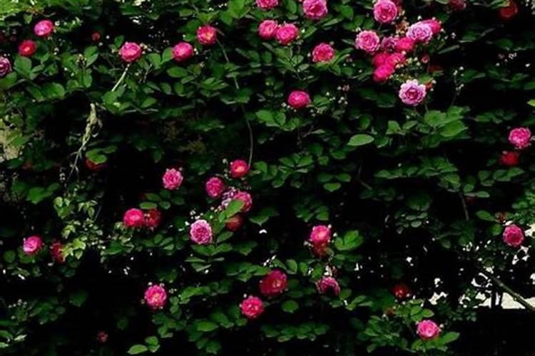 蔷薇花施肥方法