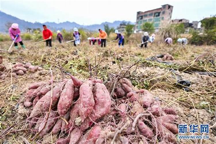 紫红薯的种植方式