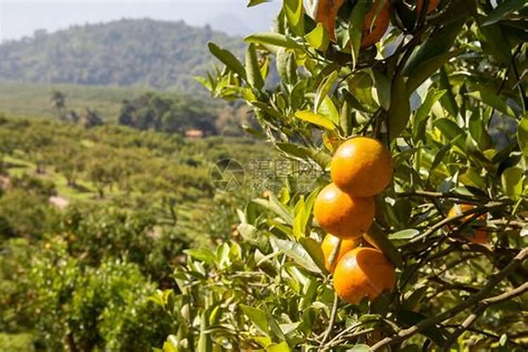 磷酸二氢钾养多肉使用方法