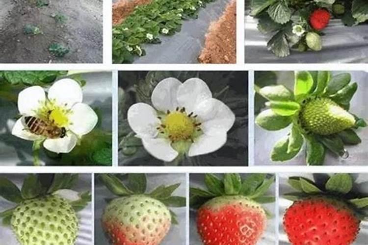 草莓花期可以施肥吗
